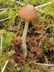 Psathyrella spadiceogrisea