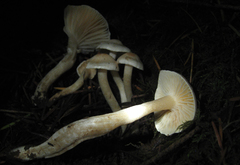 Hygrophorus pusillus