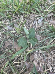 Rhynchosida physocalyx