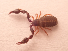 Dendrochernes cyrneus