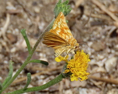 Xanthothrix neumoegeni