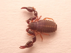 Dendrochernes cyrneus