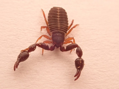 Dendrochernes cyrneus