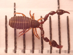 Dendrochernes cyrneus