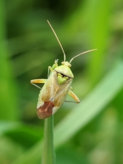 Reuterista instabilis