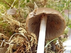 Psathyrella spadiceogrisea