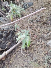 Montanoa tomentosa