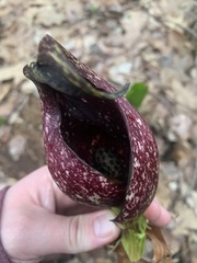 Symplocarpus foetidus