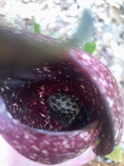Symplocarpus foetidus