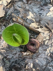 Symplocarpus foetidus
