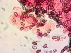 Psathyrella spadiceogrisea