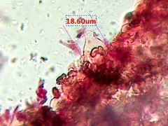 Psathyrella spadiceogrisea