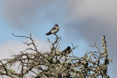 Hirundo dimidiata