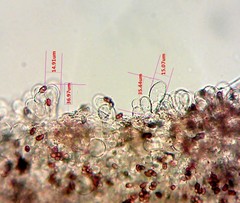 Psathyrella spadiceogrisea