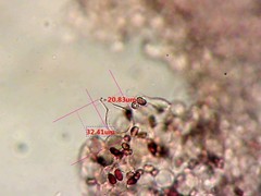 Psathyrella spadiceogrisea