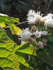 Ageratina petiolaris