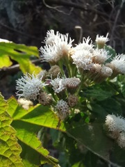 Ageratina petiolaris