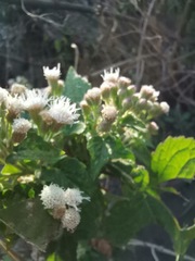 Ageratina petiolaris