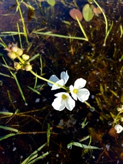 Echinodorus longiscapus