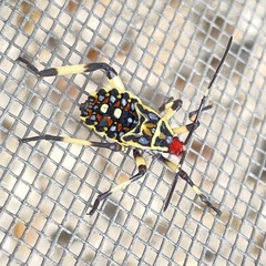 Pachylis laticornis