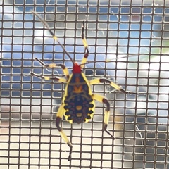Pachylis laticornis