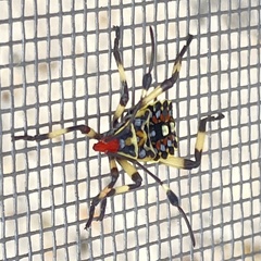 Pachylis laticornis