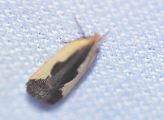 Dichomeris flavocostella