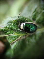 Asphaera albomarginata