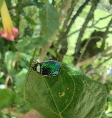 Asphaera albomarginata