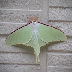 Actias aliena aliena