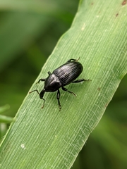 Baridina