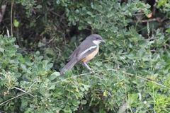 Laniarius ferrugineus