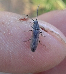 Campylomorphus homalisinus