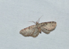 Eupithecia mutata