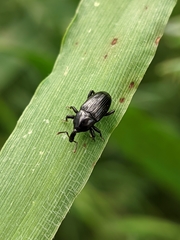 Baridina