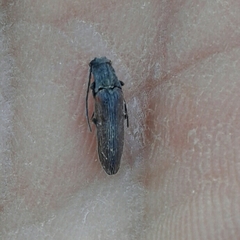 Campylomorphus homalisinus