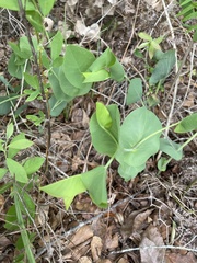 Baptisia perfoliata
