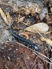 Plethodon ocmulgee