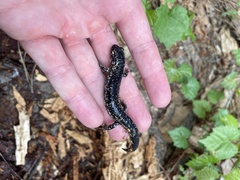 Plethodon ocmulgee