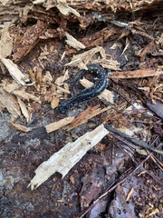 Plethodon ocmulgee
