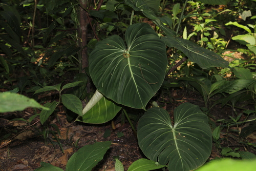 Philodendron gloriosum