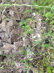 Monarda clinopodioides