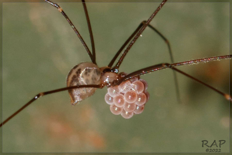 Modisiminae