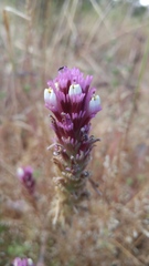 Castilleja exserta exserta