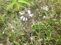 Monarda clinopodioides