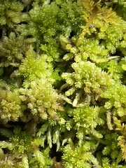 Sphagnum compactum