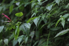 Siphocampylus longibracteolatus