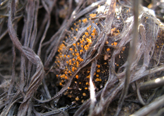 Stilbella fimetaria