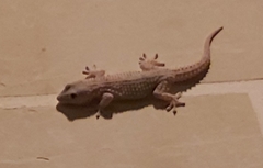 Tarentola mauritanica