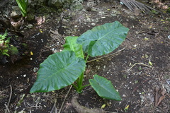 Alocasia macrorrhizos
